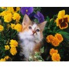 Schöne Katze & gelbe Blumen