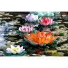 Bunte Lotusblumen im Wasser