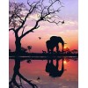 Afrikanischer Elefant & Sonnenuntergang Blick