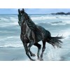 Schwarzes Pferd läuft im Wasser