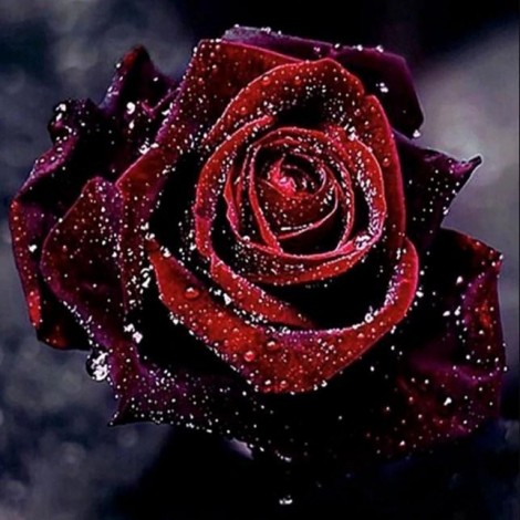 Dunkelrote Rose mit Wassertropfen