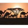Arabische Kamele - Malen nach Diamanten