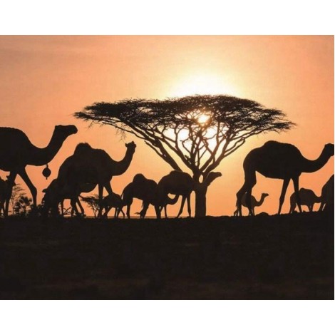 Arabische Kamele - Malen nach Diamanten