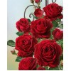 Hübsche rote Rosen Diamond Painting