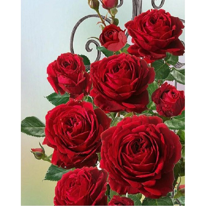 Hübsche rote Rosen ...