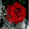 Wasser spritzt auf rote Rose