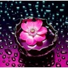 Rosa Blume im Wasser u. Regentropfen