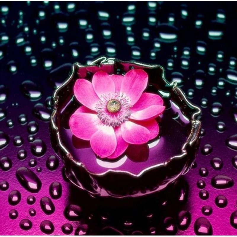 Rosa Blume im Wasser...