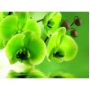 Grüne Orchideen - Farbe von Diamanten