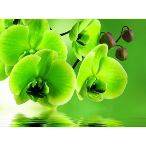 Grüne Orchideen - Farbe von Diamanten