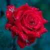 Wunderschöne Rose mit Tautropfen