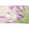 Lavendel-Blume Nahaufnahme