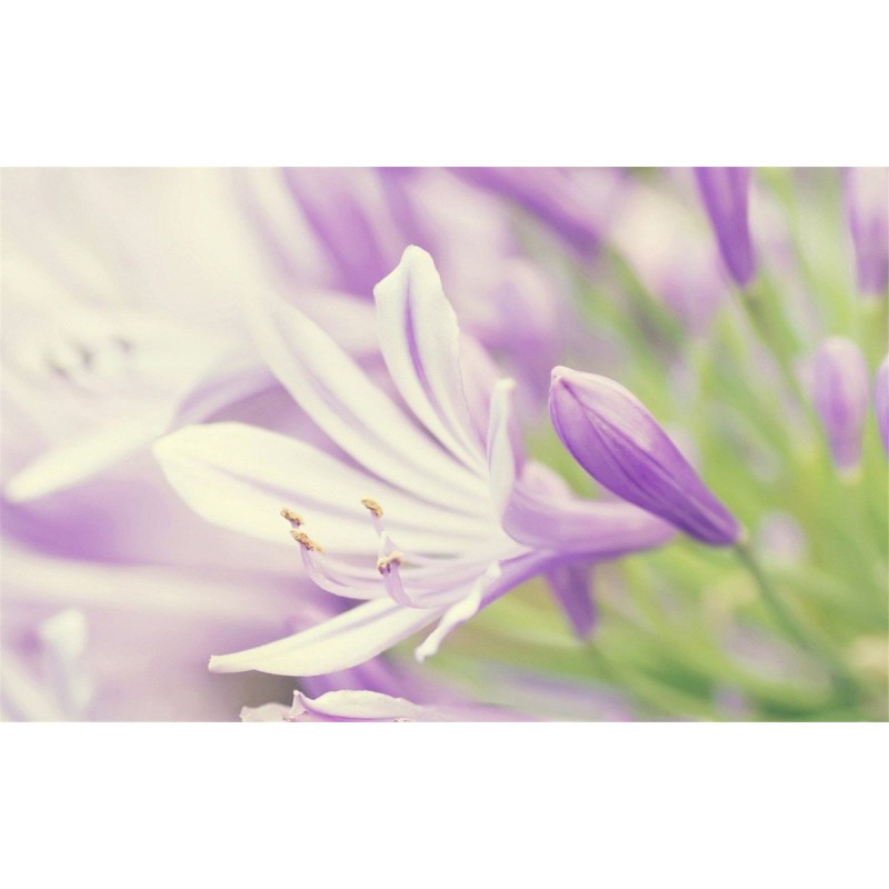 Lavendel-Blume Nahau...
