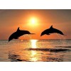 Meer Delfine & Sonnenuntergang Blick