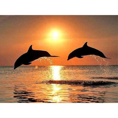 Meer Delfine & Sonnenuntergang Blick