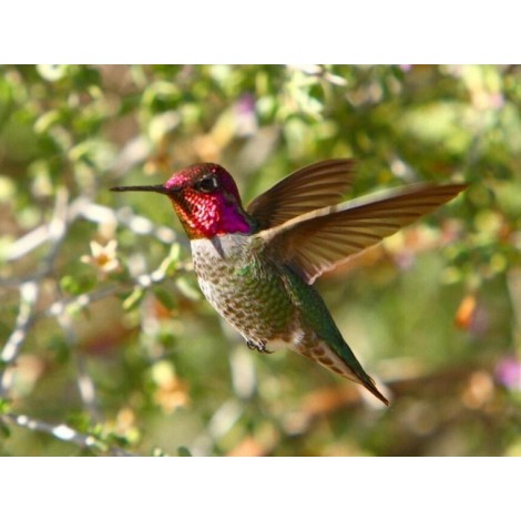 Atemberaubender Kolibri - Malen nach Diamanten