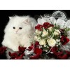 Flauschige weiße Katze und Blumen