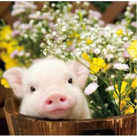 Süßes Schwein & Blumen