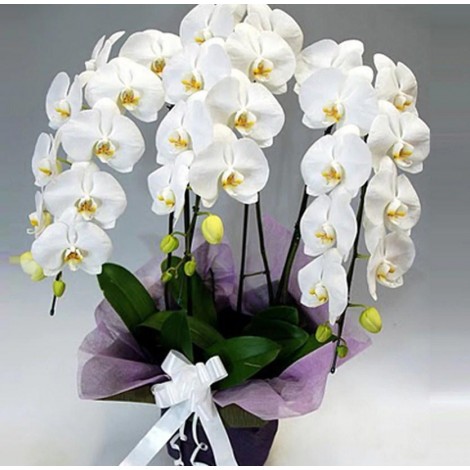 weißen Orchideen Diamond Painting
