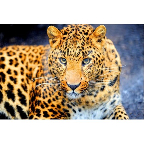 Bezauberndes Leopard-Diamond Painting Kit