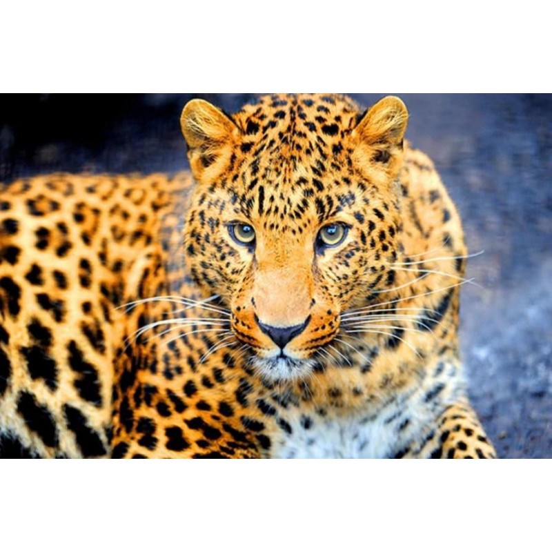 Bezauberndes Leopard...