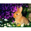 Kaninchen sitzen in Blumen