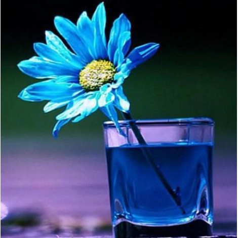 Blaues Gänseblümchen im Glas