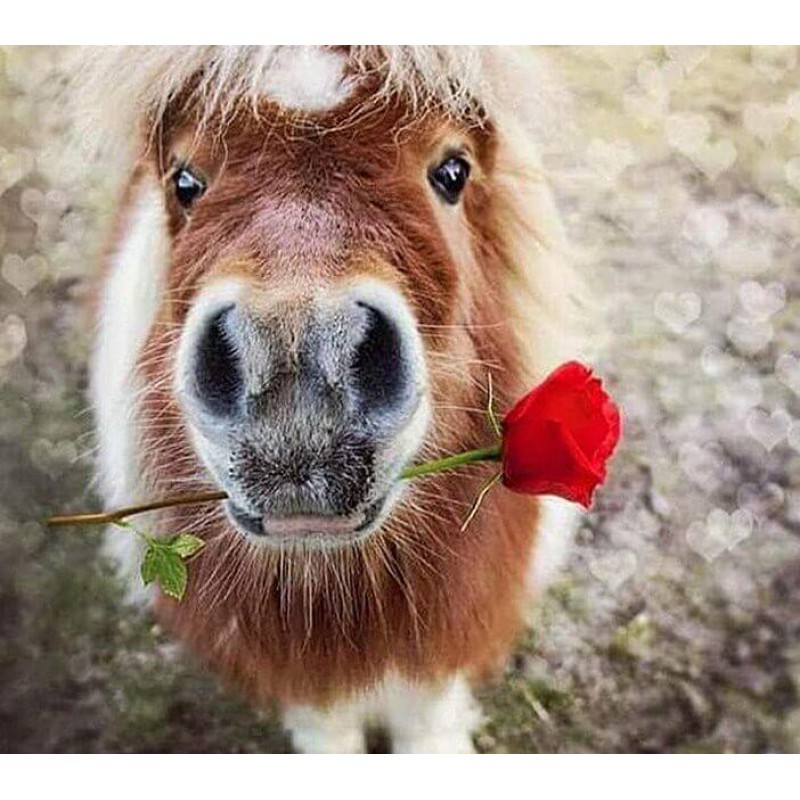 Pony mit roter Rose