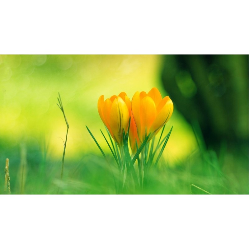 Gelbe Tulpen im Gart...