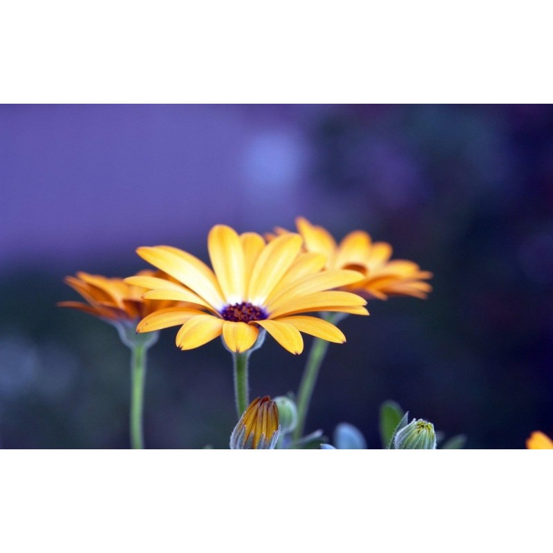 Gelbe Gerbera-Blume ...