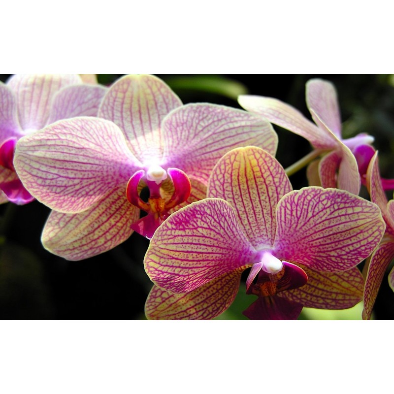Orchideen - Malen na...