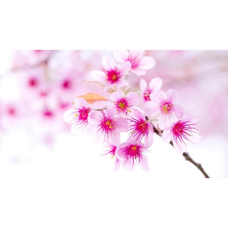 Rosa Sakura-Blumen -...