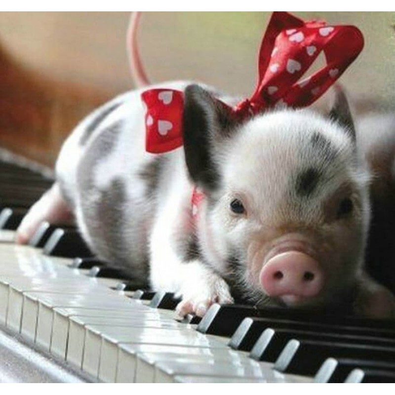 Schwein auf Klavier ...