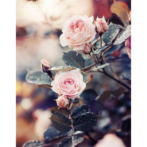 Wunderschöne rosa Rosenpflanze