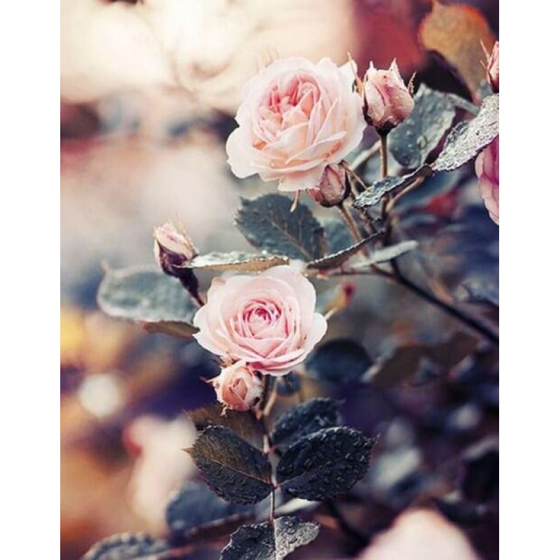 Wunderschöne rosa R...