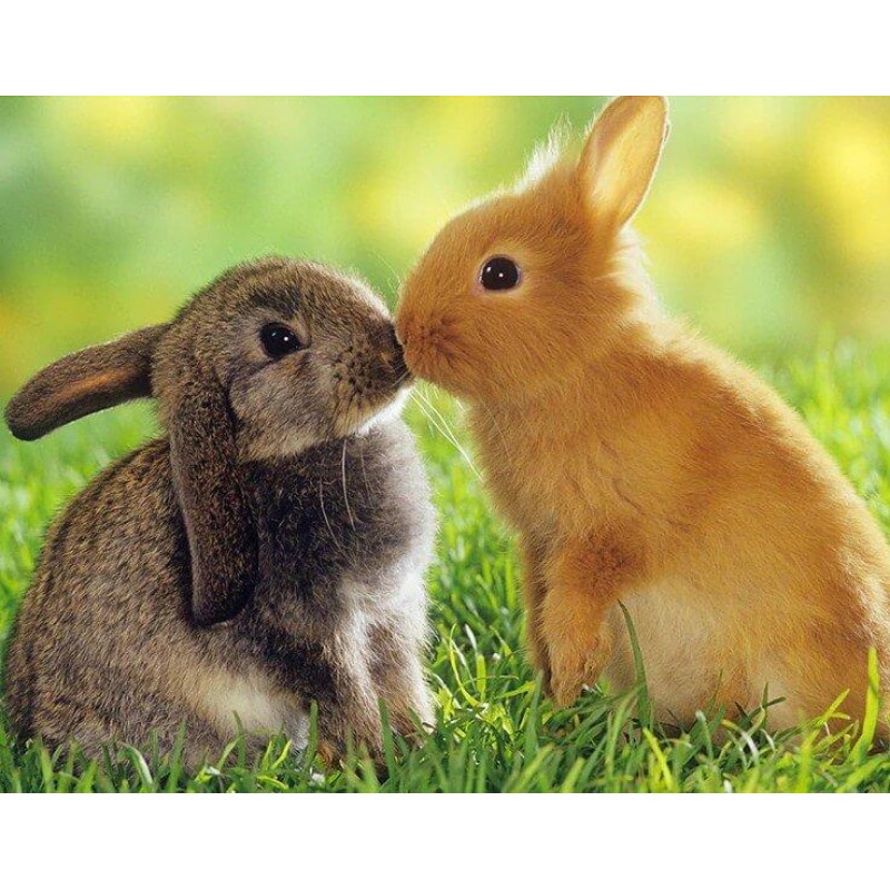 Kaninchenpaar DIY-Ma...