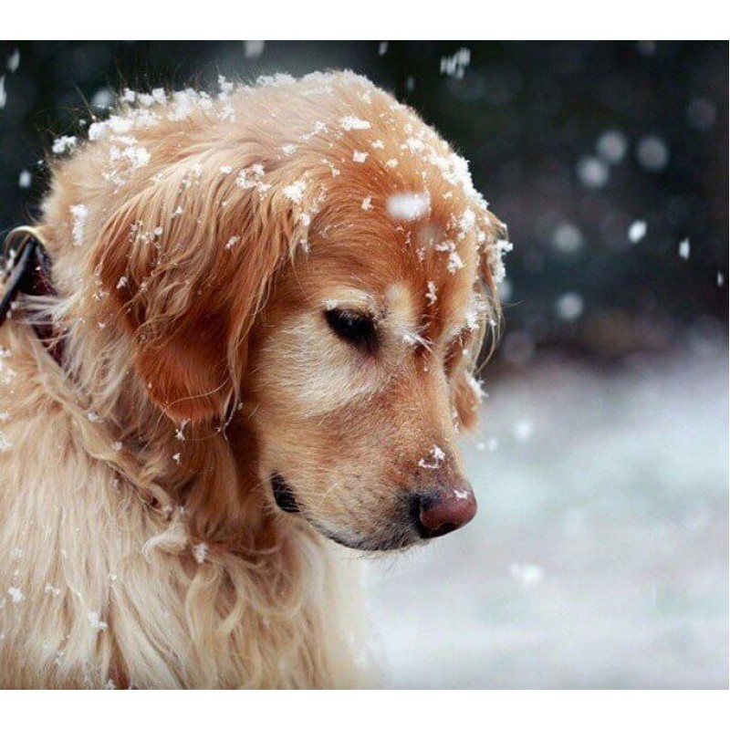 Hund im Schnee DIY M...
