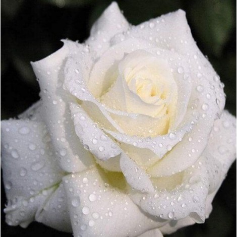 Weiße Rose mit Tautropfen