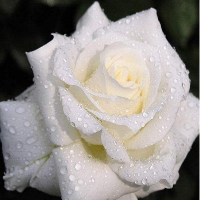Weiße Rose mit Taut...