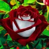 Rot Weiß Osiria Ruby Rose