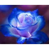 Wunderschöne Rose mit blauen Spitzen