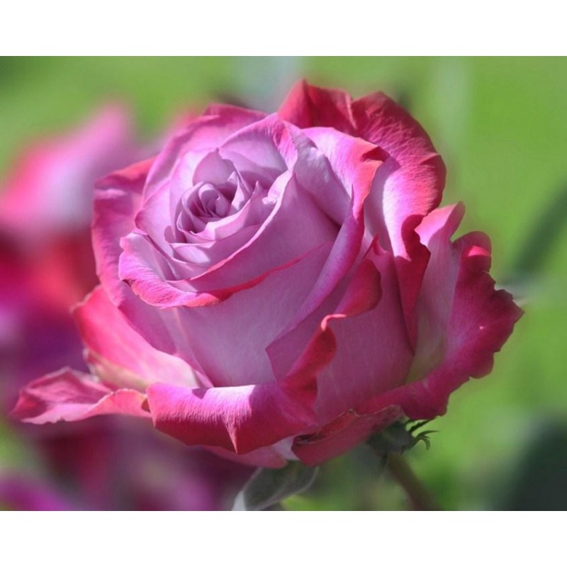 Wunderschöne rosa R...