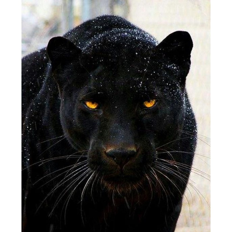 schwarzer Panther DI...
