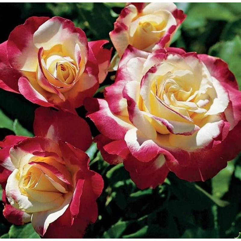 Wunderschöne Rosen ...