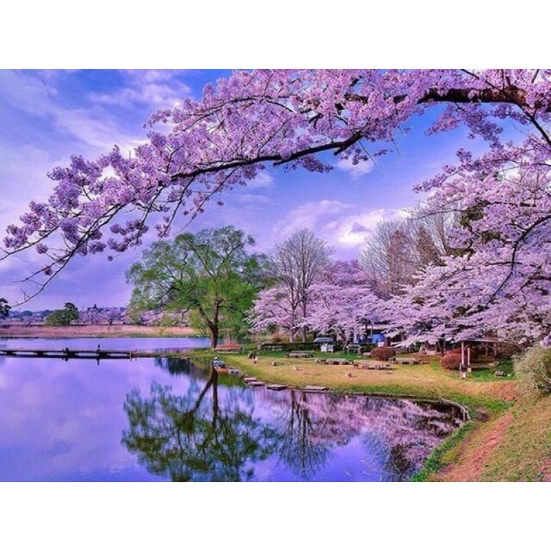 Sakura Bäume malen ...