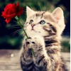 Nettes Kätzchen mit roter Rose