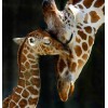 Giraffen familie Diamond Painting Kit