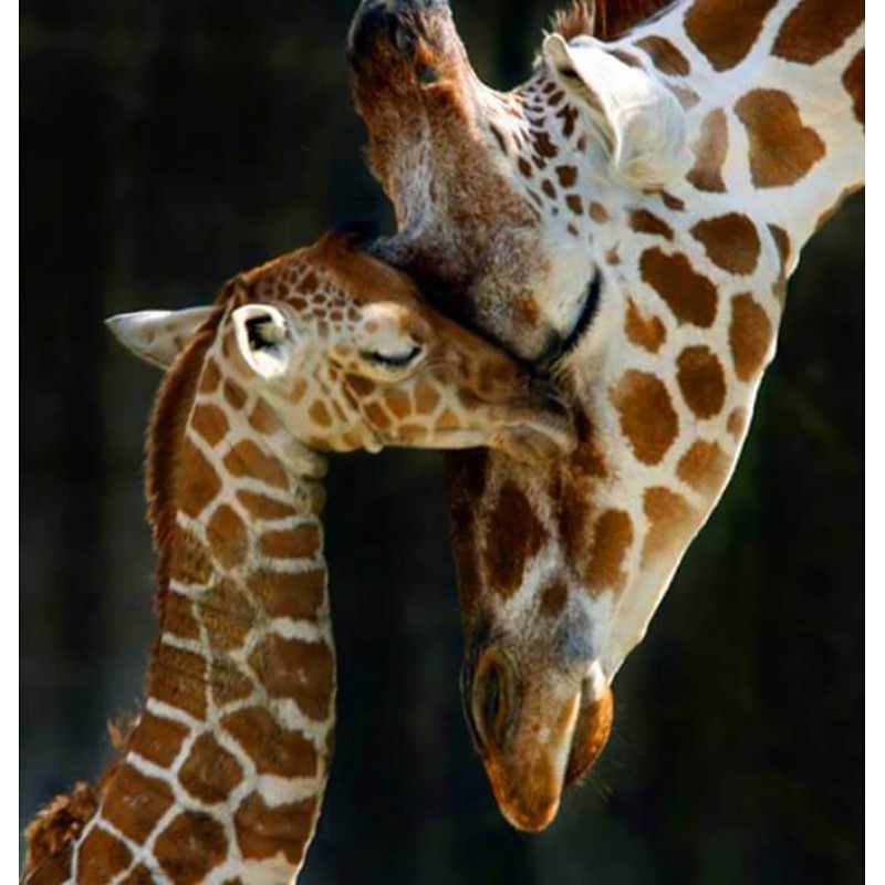 Giraffen familie Dia...