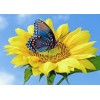 Gelbe Sonnenblume & blauer Schmetterling