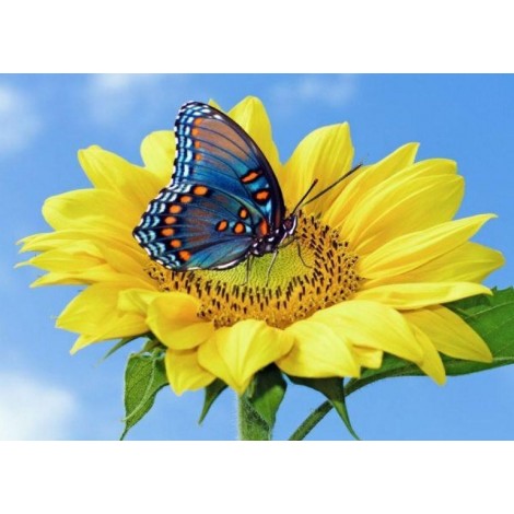 Gelbe Sonnenblume & blauer Schmetterling